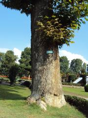 Srinagar Shalimar Gardens