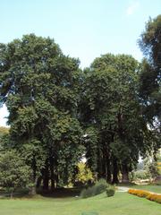 Shalimar Gardens in Srinagar