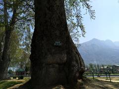 Chinar Tree in Shalimar Bagh