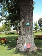 Srinagar Shalimar Gardens with greenery and traditional architecture