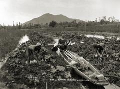 Floating gardens in Dhul Lake, Srinagar, Kashmir