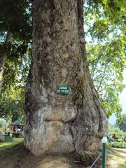 Shalimar Gardens in Srinagar