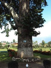 Shalimar Gardens in Srinagar