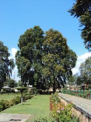 Shalimar Gardens in Srinagar