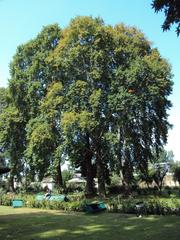 Shalimar Gardens in Srinagar