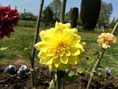 flower in Shalimar Garden, Srinagar, Kashmir