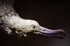 naturalised howler albatross on display