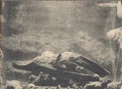 Bocaccio, Conger eels, and Moray eel in aquarium