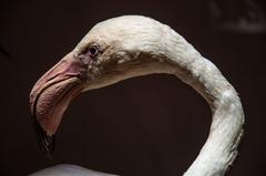 A pink flamingo specimen