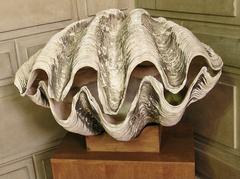 Tridacna gigas giant clam