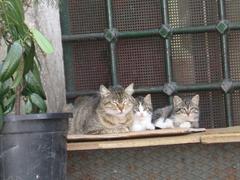 feral cat and kittens at Beyazıt Camii