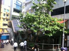 Hong Kong Central SOHO Shelley Street tree lunch time