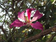 Kachnar plant with green foliage and blooming pink flowers