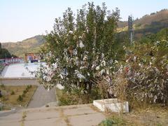 Tree with tied pieces of clothes and plastic bags at Medeu ice skating rink