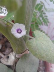 unidentified purple shaded plant in Pakistan