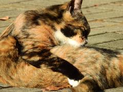 A cat grooming itself near Sogang Station in Seoul