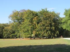 Group of old beeches in Grüneburgpark, Frankfurt am Main