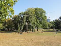 Hängebuche im Grüneburgpark in Frankfurt