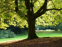 Horse-chestnut tree in Grüneburgpark, Frankfurt