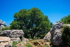 An oak tree in Torcal de Antequera, Málaga