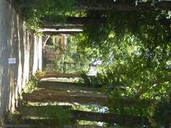 Giardino di Boboli garden path with statues and greenery