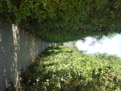 Giardino di Boboli garden with neatly trimmed hedges and statues