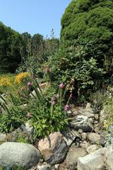 Red foxglove flower in full bloom with most lower flowers fallen off