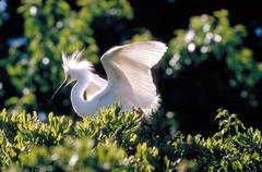 Snowy Egret on Sarah Island