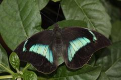 Archaeoprepona demophon butterfly at Montreal Botanical Garden