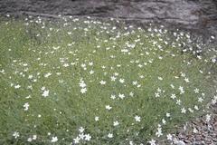 Arenaria ledebouriana at Montreal Botanical Garden