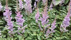 Astilbe chinensis flower at Montreal Botanical Garden