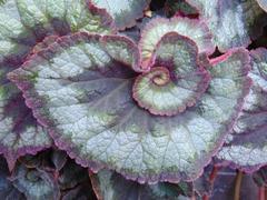 Begonia 'Escargot' plant