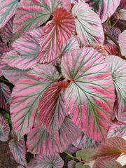 Begonia brevirimosa at Jardin Botanique de Montréal