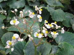 Begonia floccifera flower at Jardin botanique de Montréal