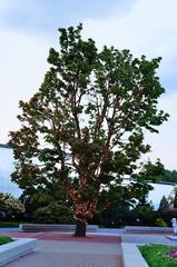 luminous tree at night