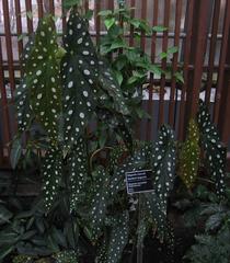 Begonia maculata plant