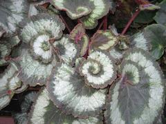 Begonia rex Escargot plant at Jardin botanique de Montréal