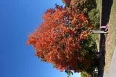 Botanical Garden at Parc Maisonneuve in Montreal