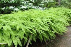 Adiantum pedatum in the Japanese Garden