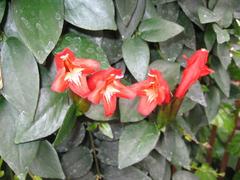 Aeschynanthus pulcher flower in Jardin botanique de Montréal