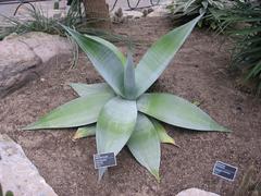 Agave guiengola in Montreal Botanical Garden