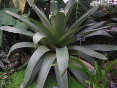 Alcantarea imperialis at Jardin Botanique de Montréal