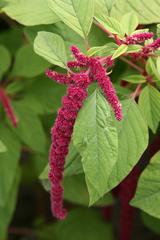 Amaranthus caudatus plant in bloom at the Montreal Botanical Garden