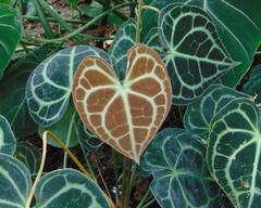 Anthurium clarinervium at Jardin Botanique de Montréal