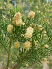 Close-up of Acacia verticillata (Prickly Moses) flower