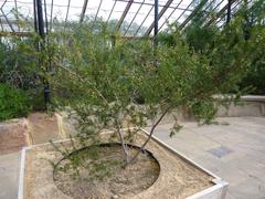 Acacia verticillata 'Prickly Moses' plant