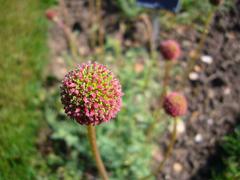 Acaena macrostemon flower in bloom