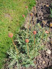 Acaena macrostemon plant