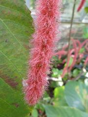 Acalypha hispida flower with bright red, cylindrical inflorescences