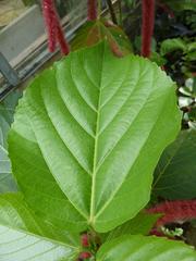 Acalypha hispida leaf